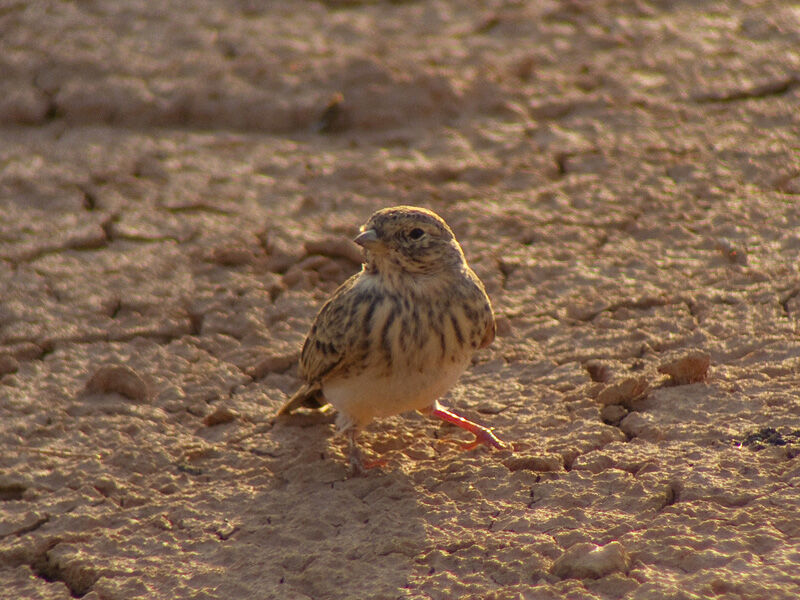 Mediterranean Short-toed Larkadult, identification