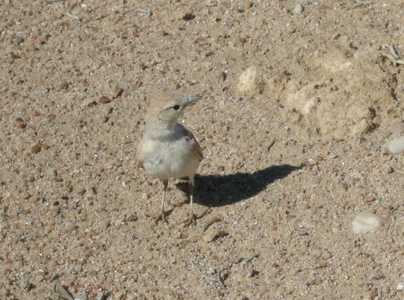 Gray's Larkadult