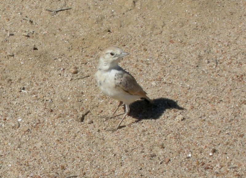 Gray's Larkadult