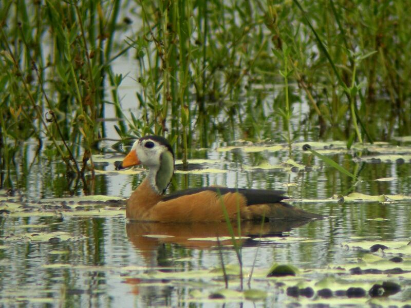 African Pygmy Goose male adult