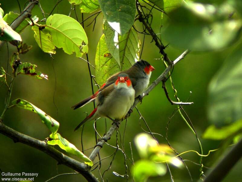 Orange-cheeked Waxbilladult