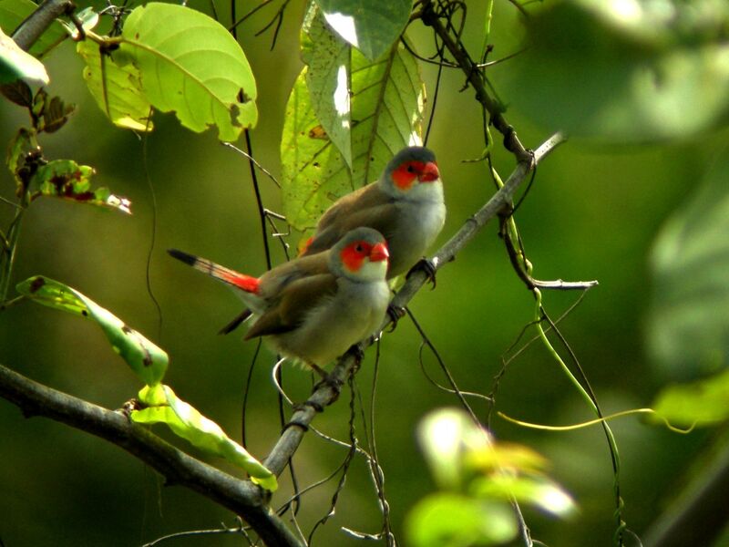 Orange-cheeked Waxbilladult