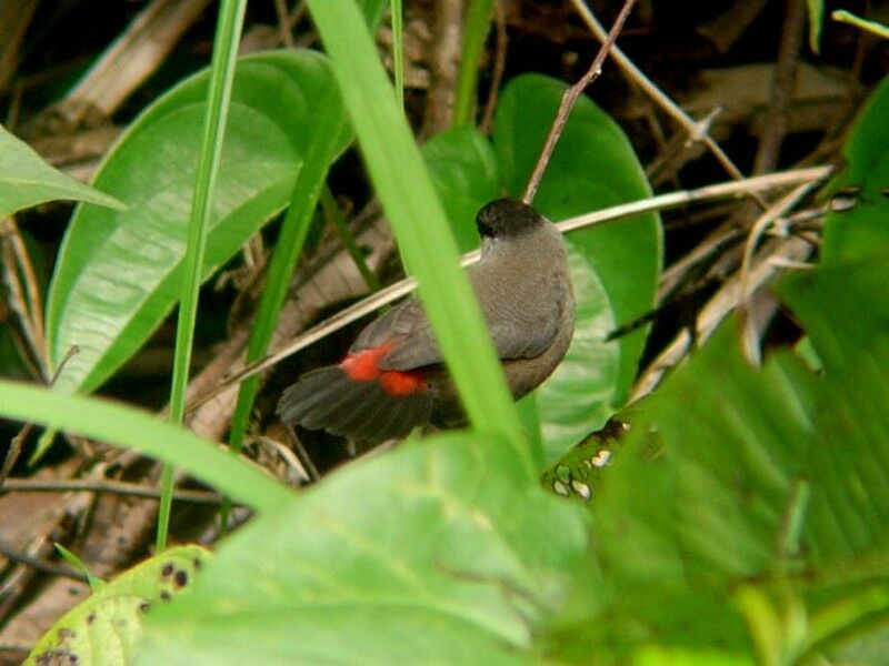 Black-headed Waxbilladult breeding