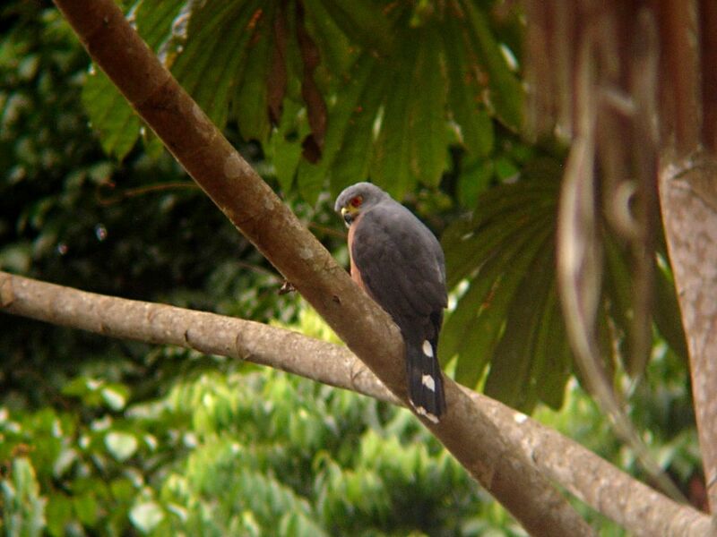 Red-chested Goshawkadult