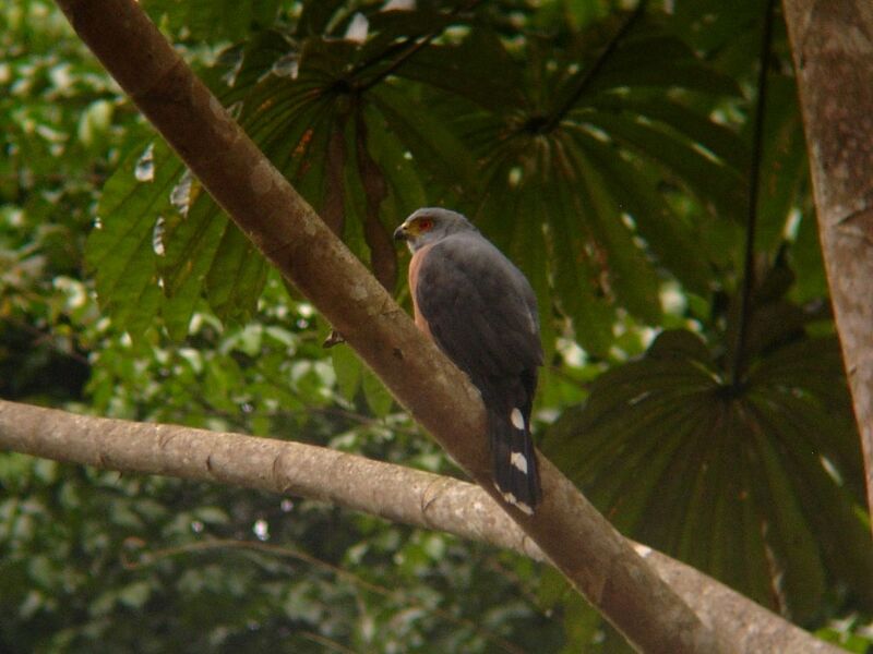 Red-chested Goshawk