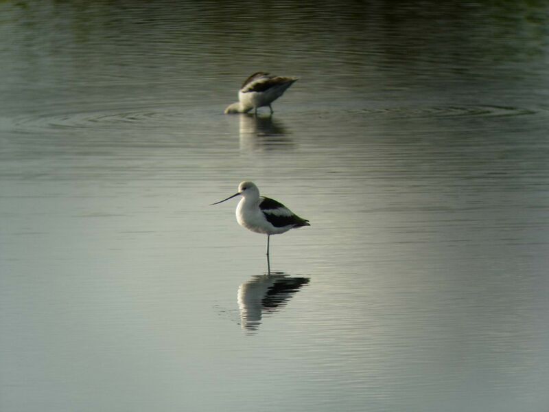 Avocette d'Amérique