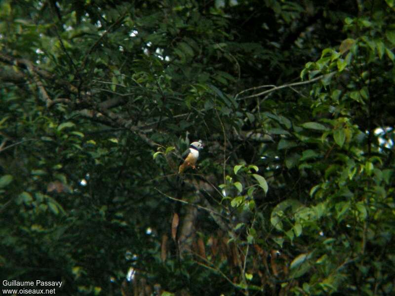 Rufous-bellied Helmetshrikeadult