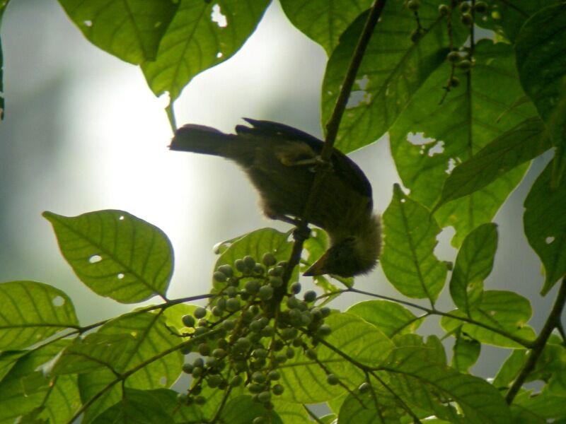 Naked-faced Barbetjuvenile, feeding habits