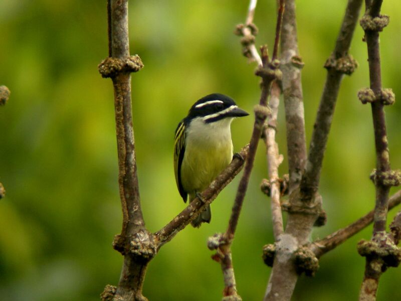 Yellow-rumped Tinkerbirdadult