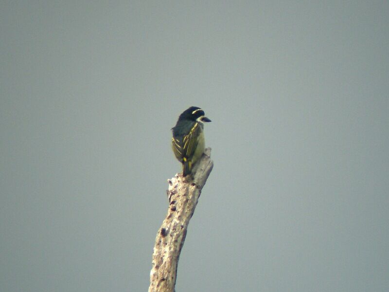 Yellow-rumped Tinkerbird male adult breeding, song