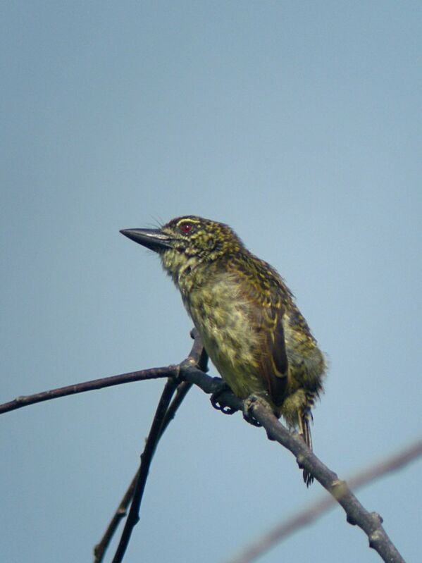 Speckled Tinkerbird