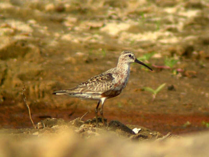 Curlew Sandpiper