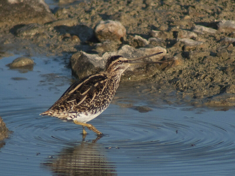 Common Snipeadult, Behaviour