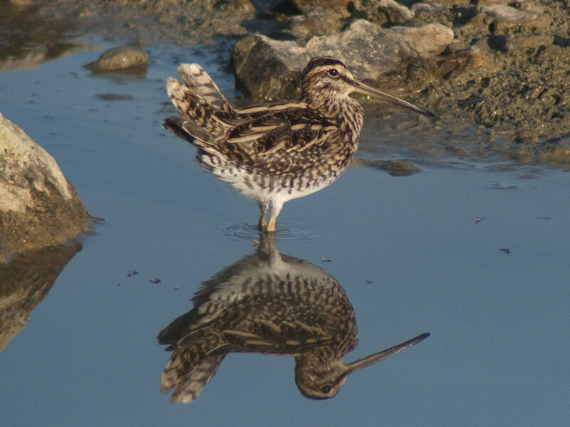 Common Snipe, Behaviour