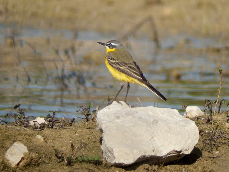 Western Yellow Wagtail male adult breeding