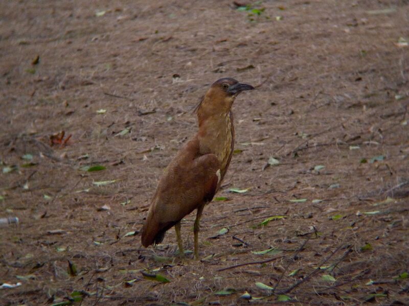 Malayan Night Heron