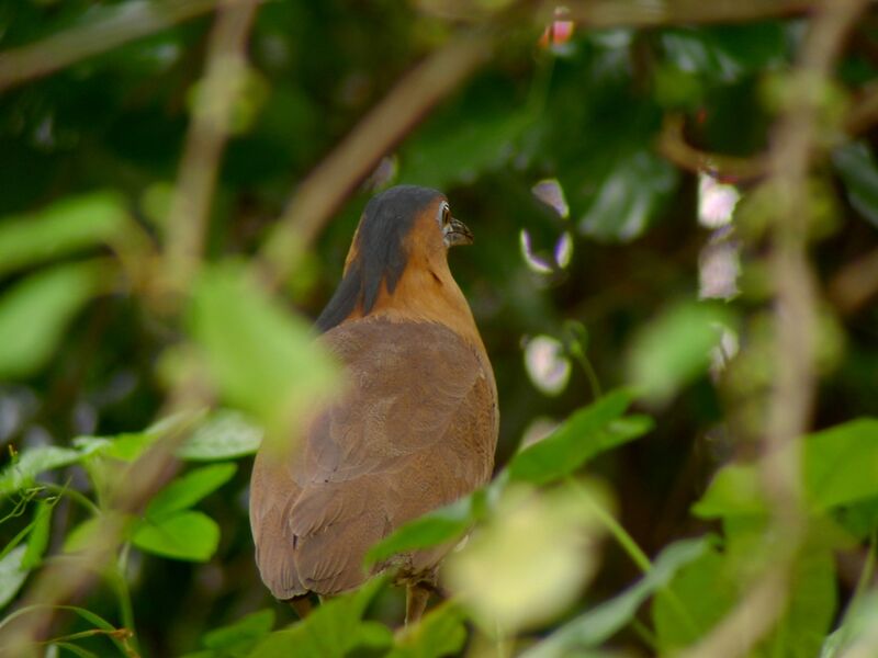 Malayan Night Heron