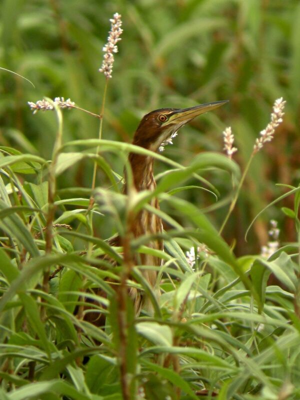 Little Bittern female adult