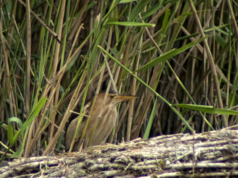 Little Bittern female adult breeding