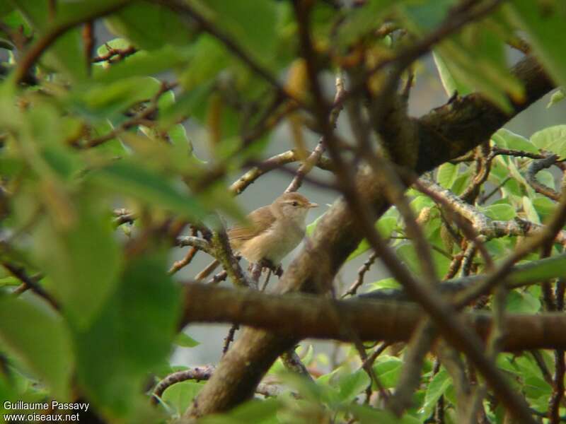 Manchurian Bush Warbler male adult, song