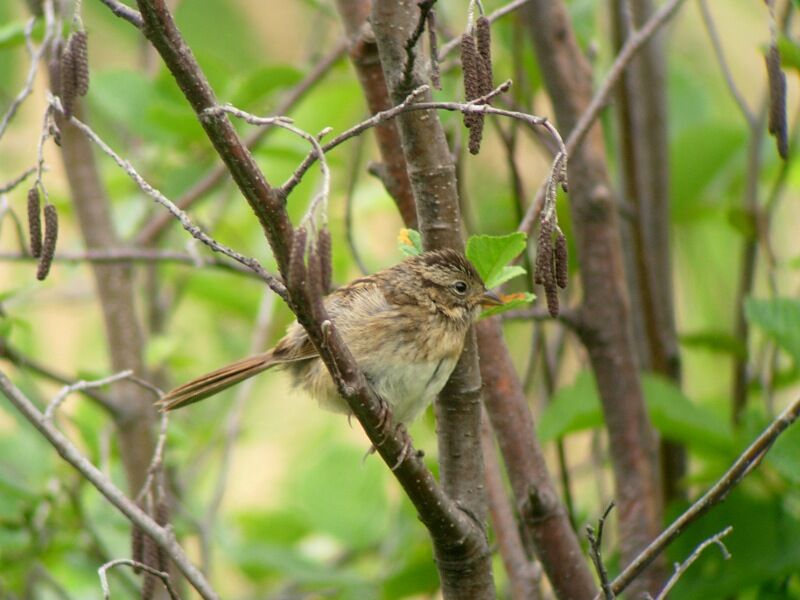 Bruant des maraisimmature