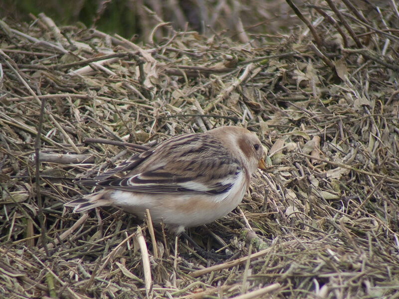 Snow Bunting