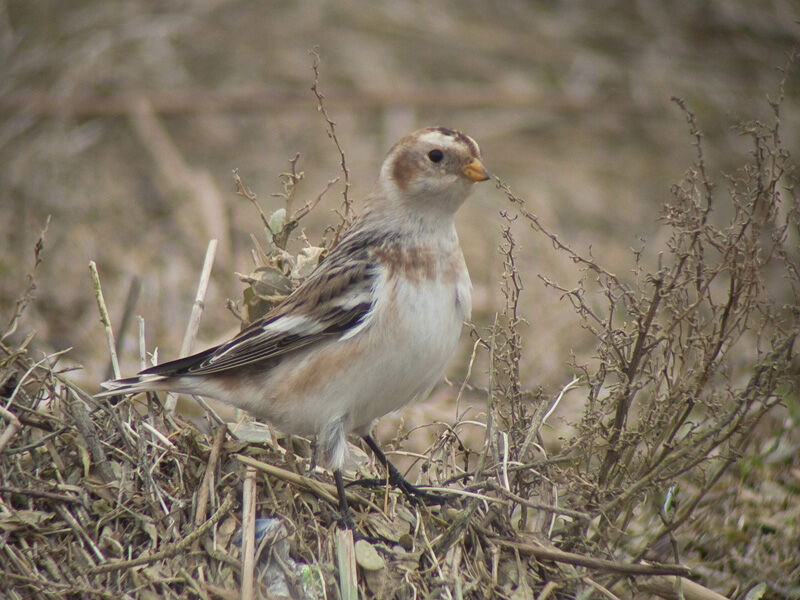 Snow Bunting