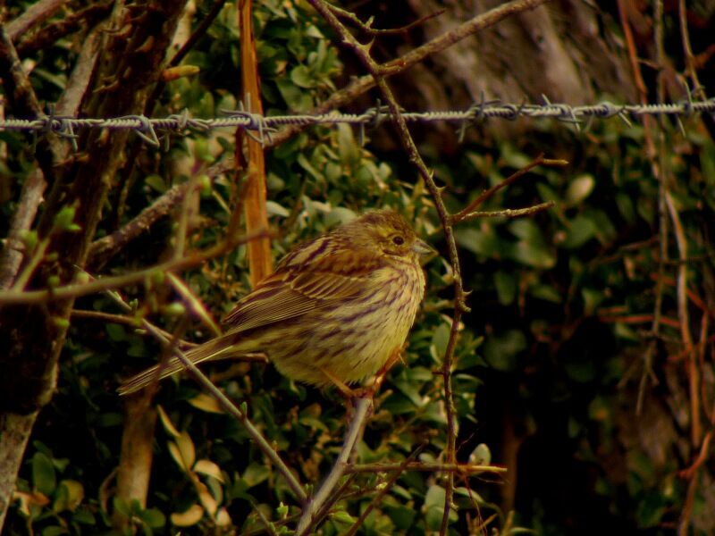 Bruant jaune femelle adulte nuptial, identification