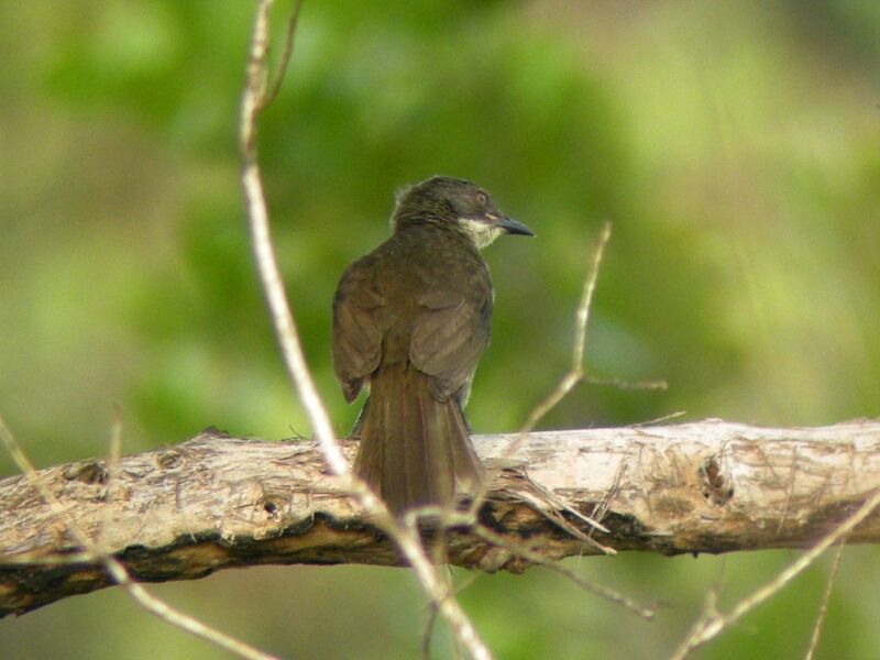 Yellow-throated LeafloveFirst year