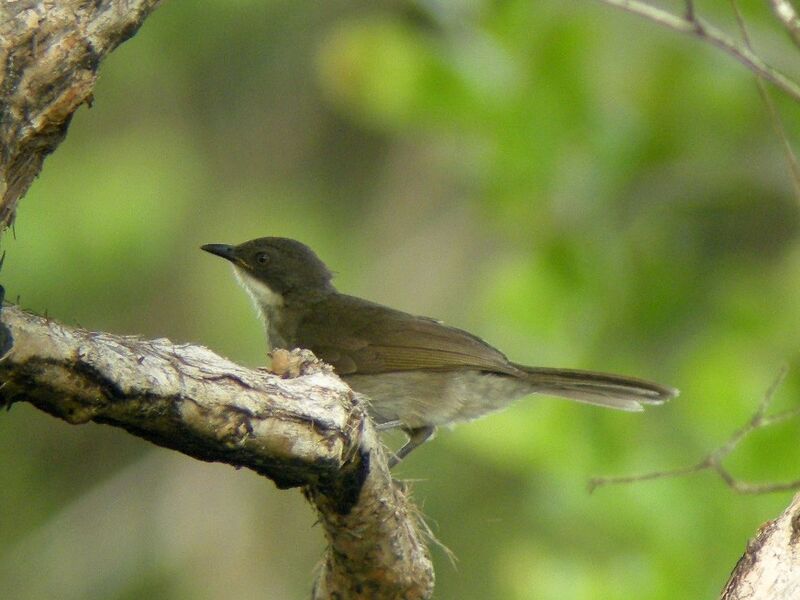 Yellow-throated Leaflovejuvenile