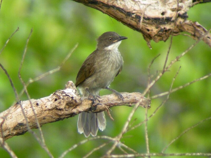 Yellow-throated LeafloveFirst year