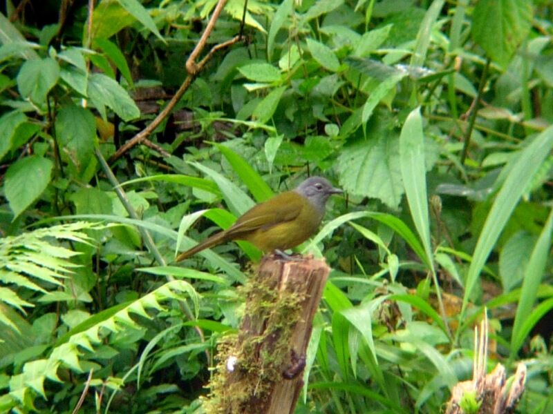 Bulbul à gorge griseadulte