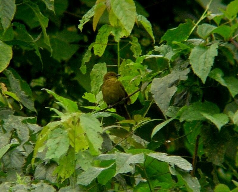 Bulbul concoloreadulte