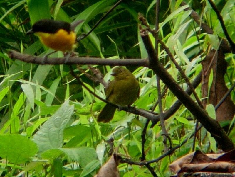 Bulbul concoloreadulte