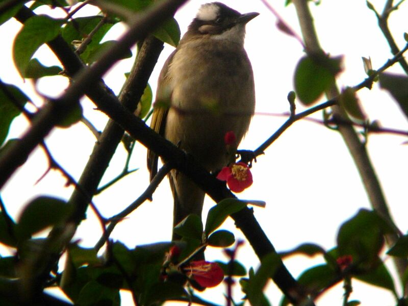 Bulbul de Chine