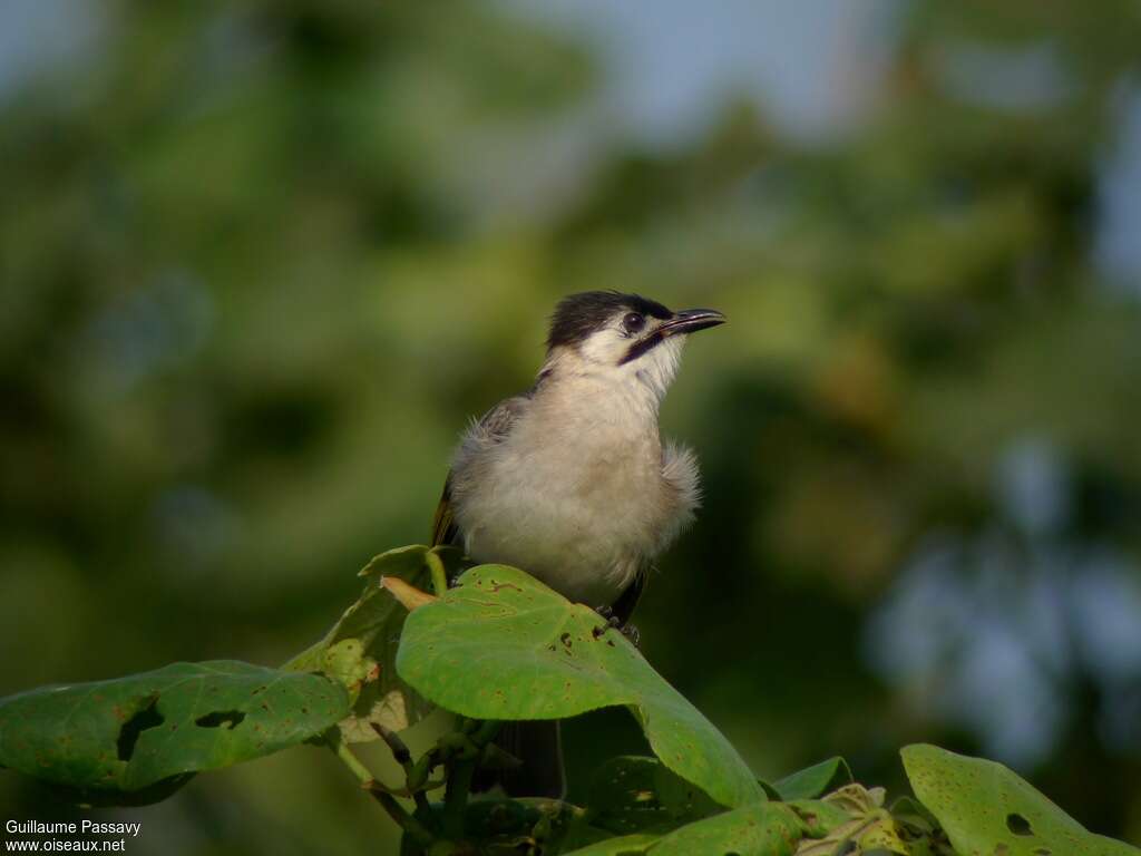 Bulbul de Taiwanadulte