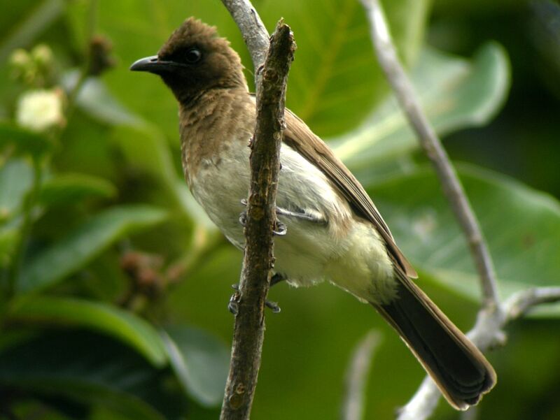 Common Bulbuladult breeding, identification