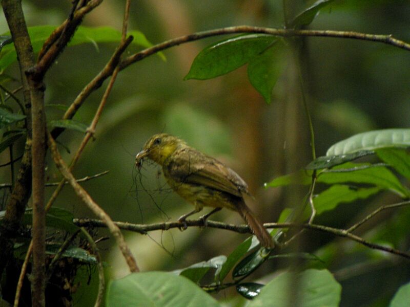 Icterine Greenbul