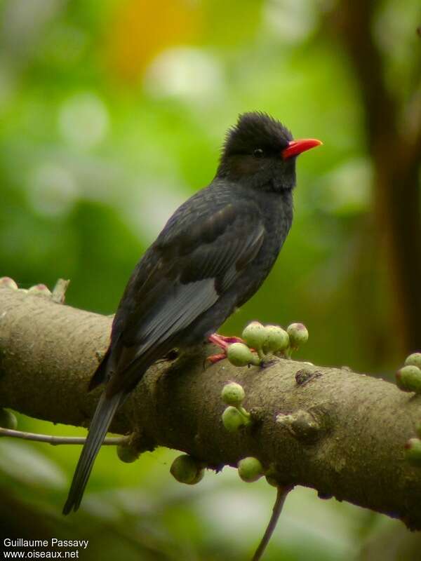 Bulbul noiradulte, régime