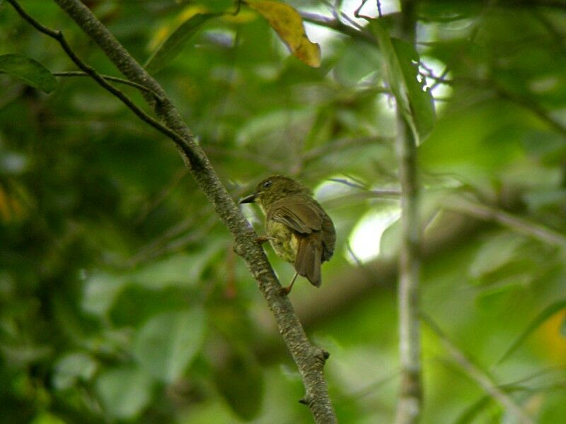 Bulbul verdâtre