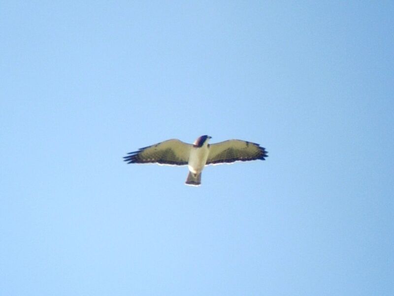 Short-tailed Hawkadult