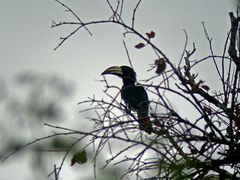 Congo Pied Hornbill male adult