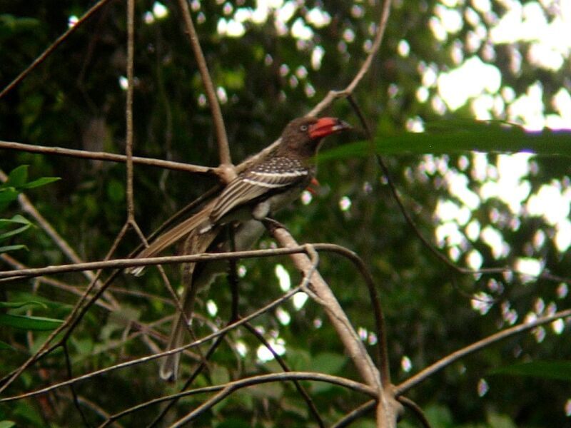 Red-billed Dwarf Hornbill