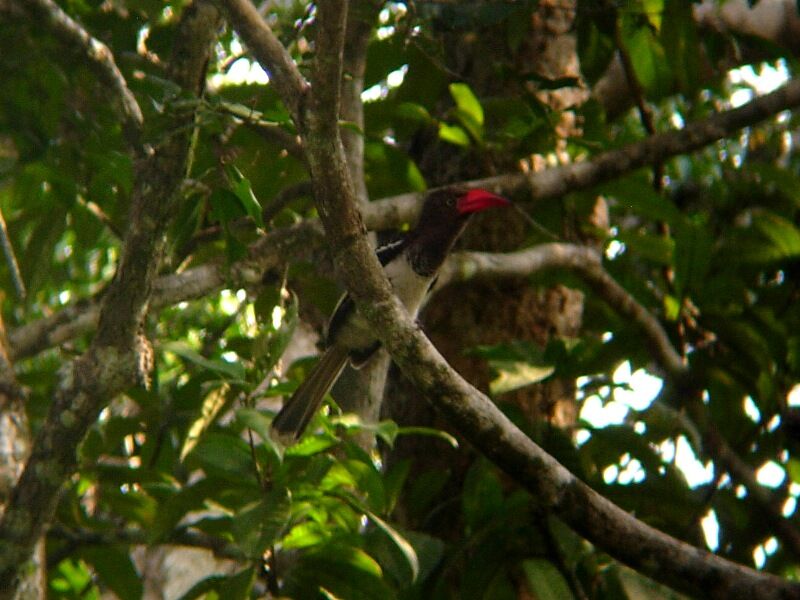 Red-billed Dwarf Hornbill