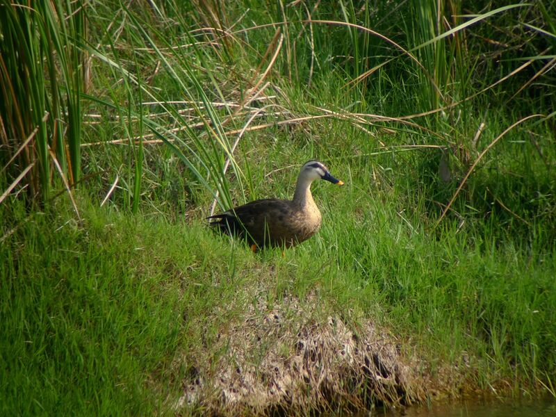 Canard à bec tacheté