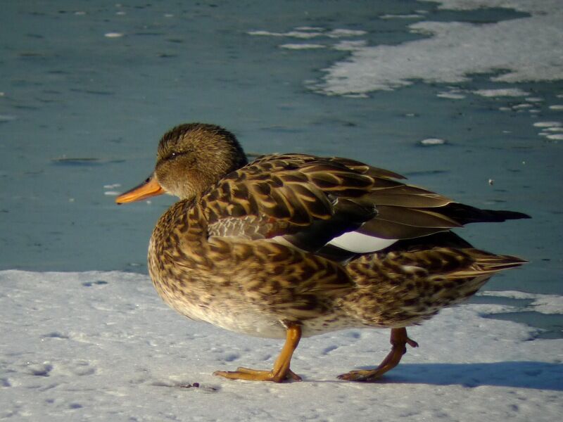 Canard chipeau femelle adulte internuptial