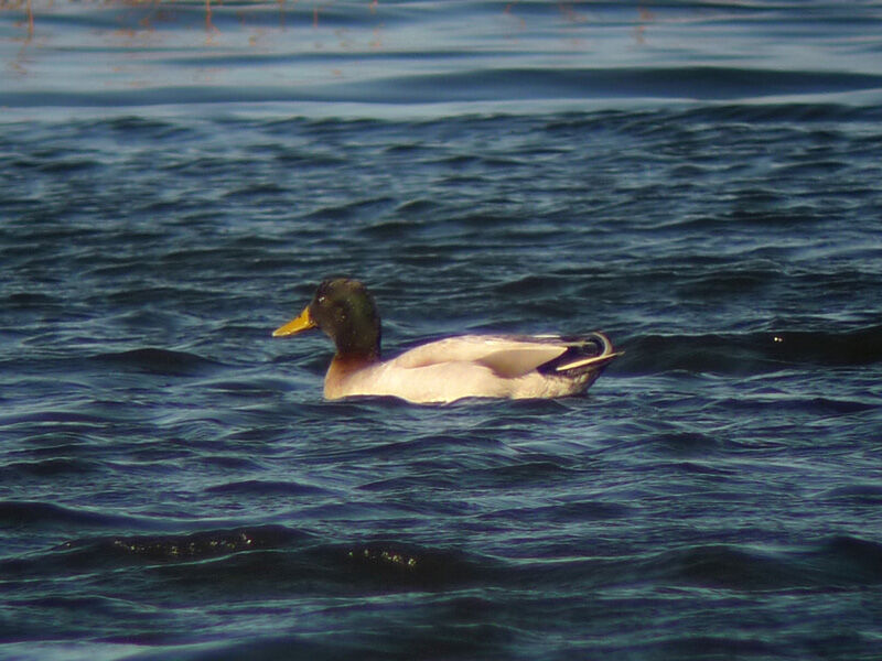 Mallard male adult