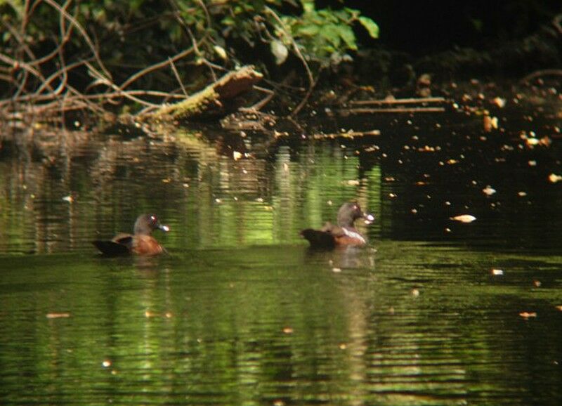 Hartlaub's Duck adult