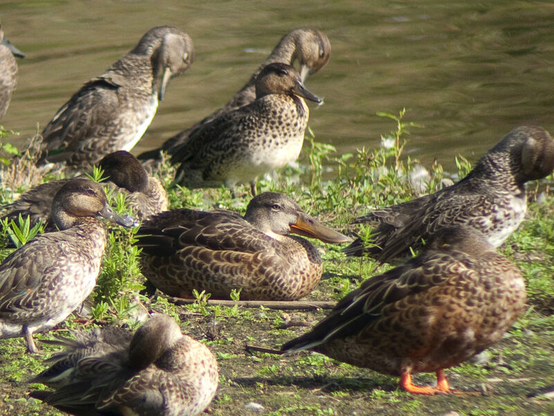 Canard souchet femelle adulte