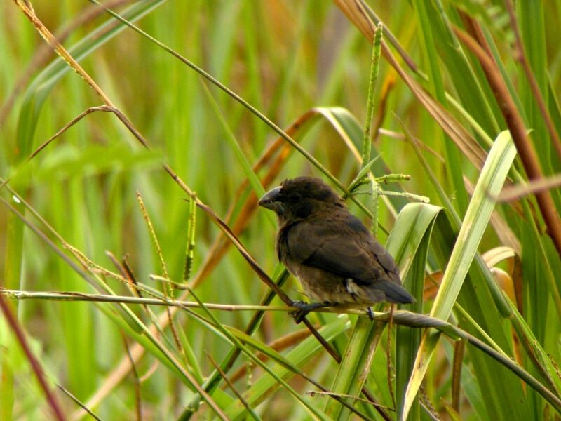 Black-and-white Mannikinimmature